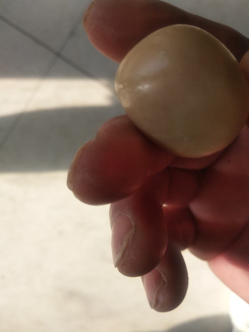 药材狗宝出售，价格详谈