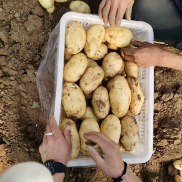 山东优质荷兰十五土豆箱装袋装大中小