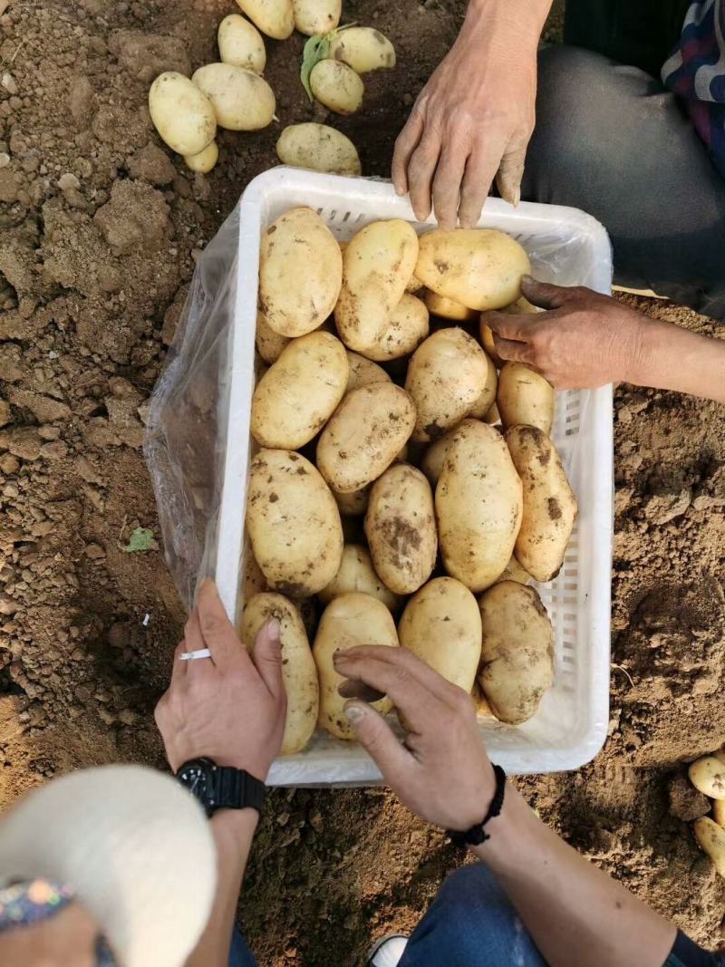 山东优质荷兰十五土豆箱装袋装大中小