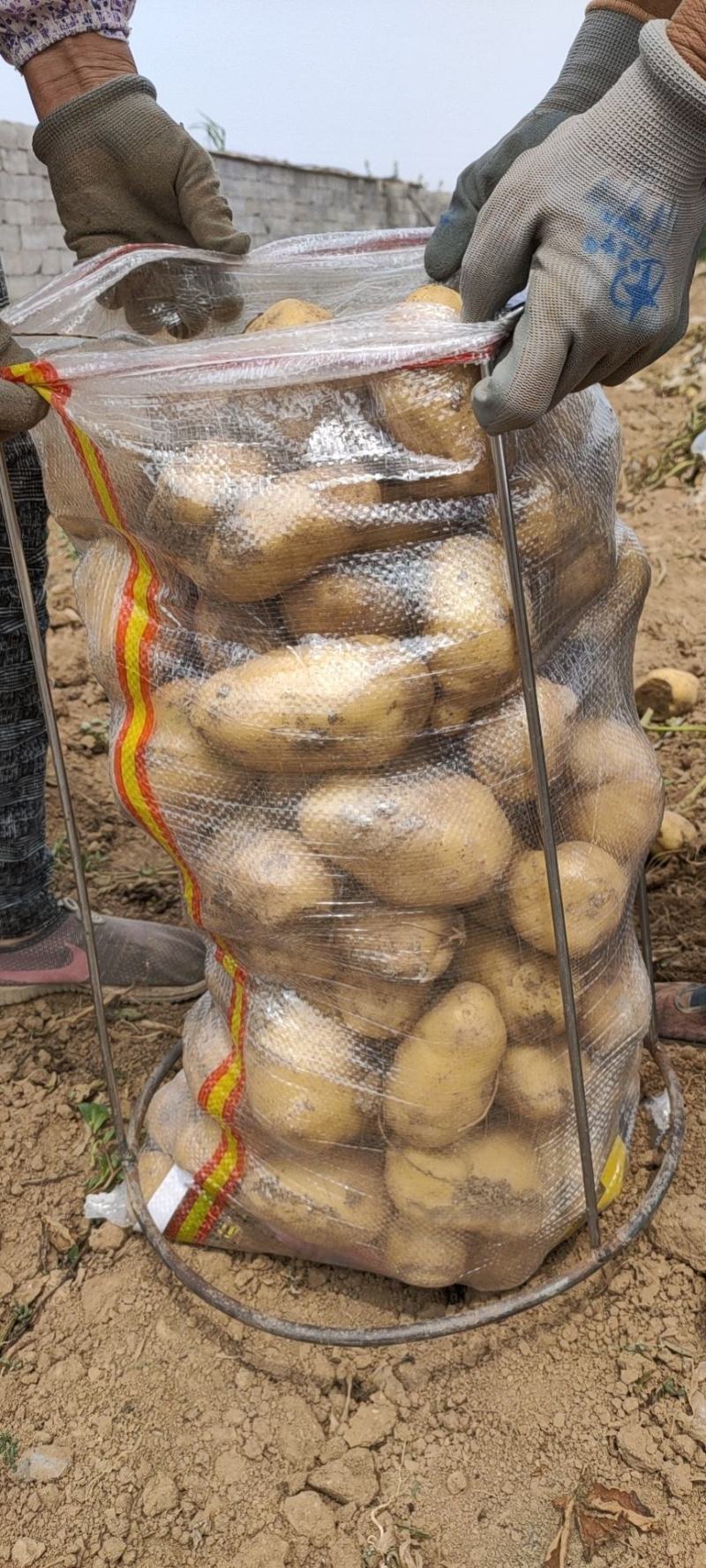 山东优质荷兰十五土豆箱装袋装大中小