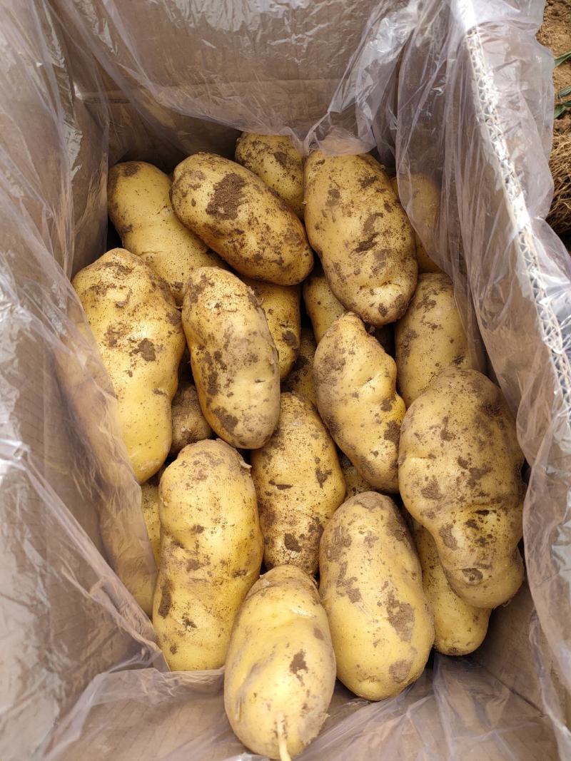 山东优质荷兰十五土豆箱装袋装大中小