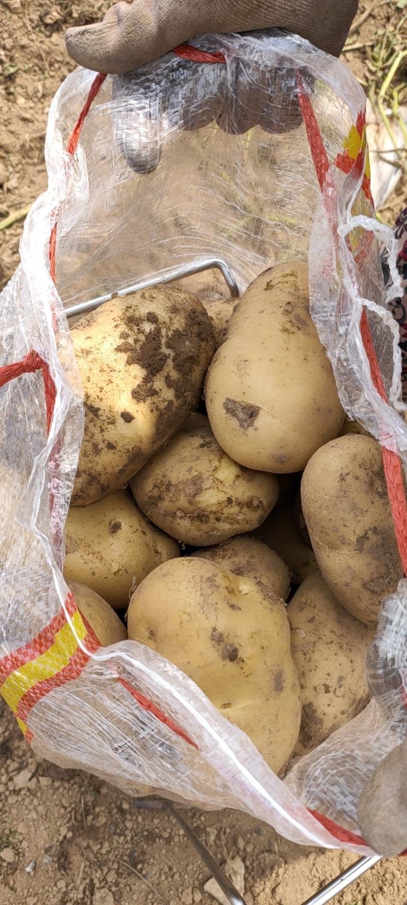 山东优质荷兰十五土豆箱装袋装大中小