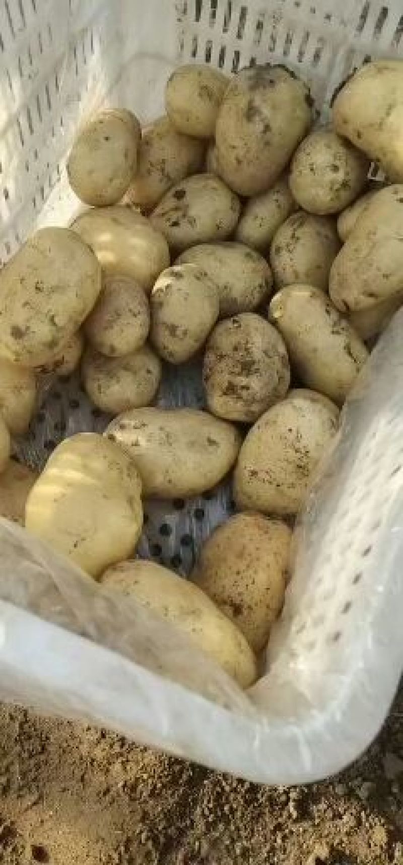 山东优质荷兰十五土豆箱装袋装大中小