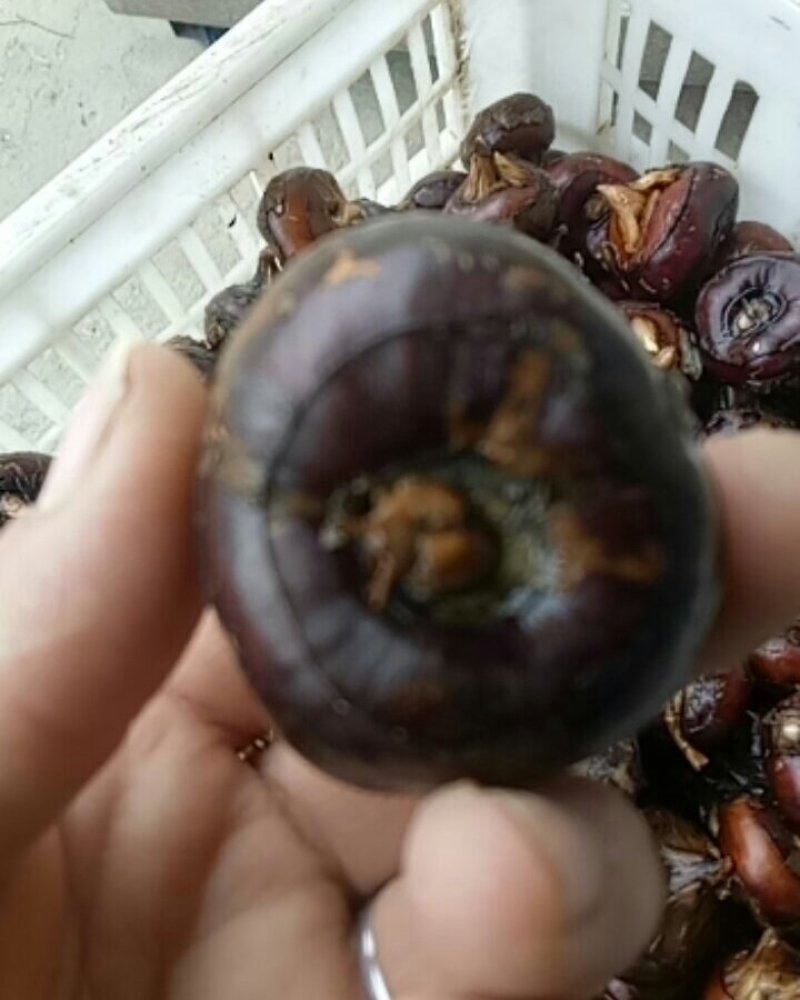 马蹄果，地栗，荸荠，50斤可发清甜可口水份多解渴神果，