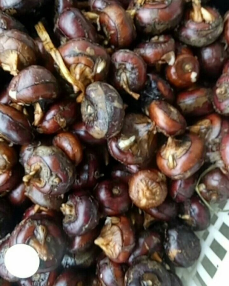 马蹄果，地栗，荸荠，50斤可发清甜可口水份多解渴神果，