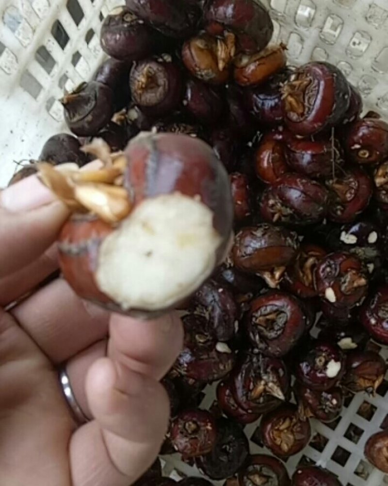 马蹄果，地栗，荸荠，50斤可发清甜可口水份多解渴神果，