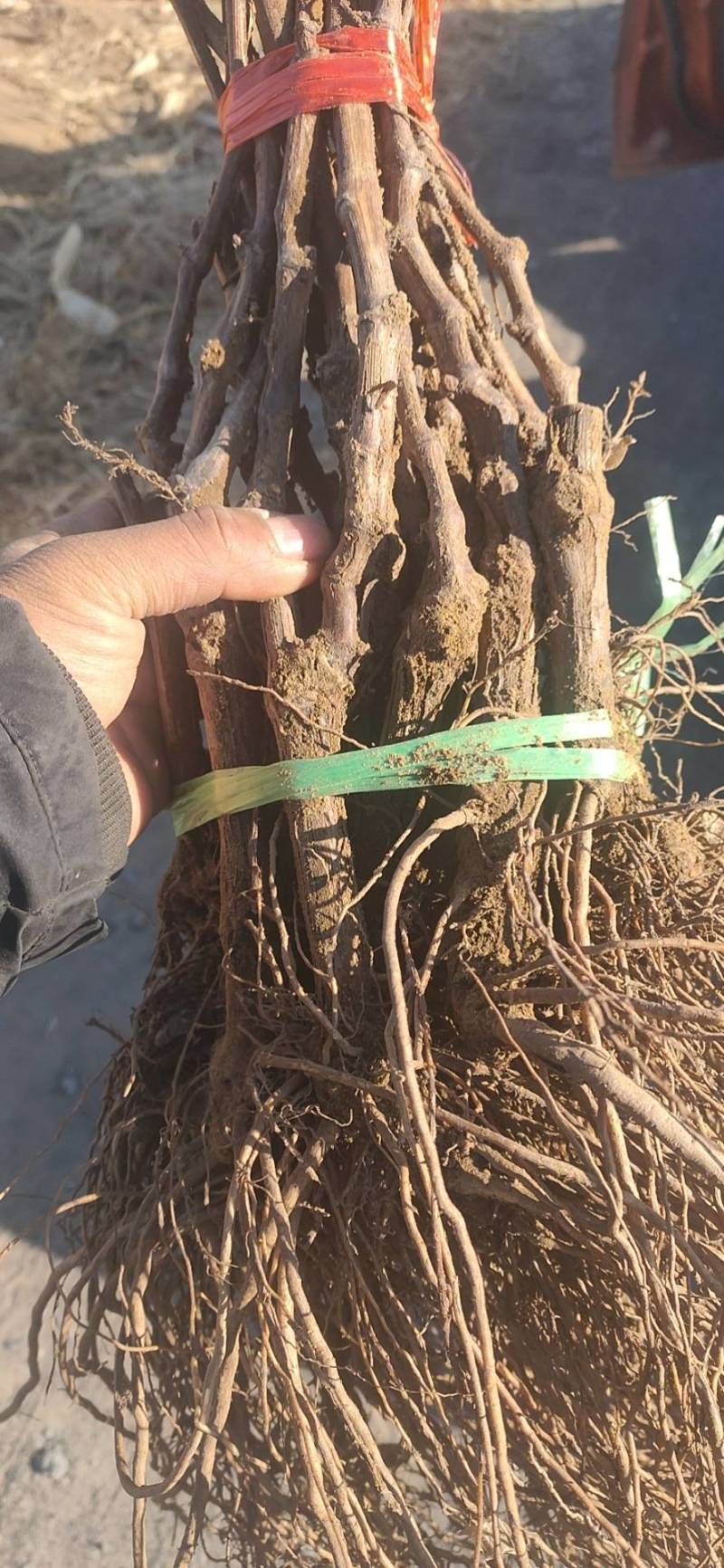河北葡萄苗基地青提葡萄苗（无核白鸡心）新疆种植品种纯度保
