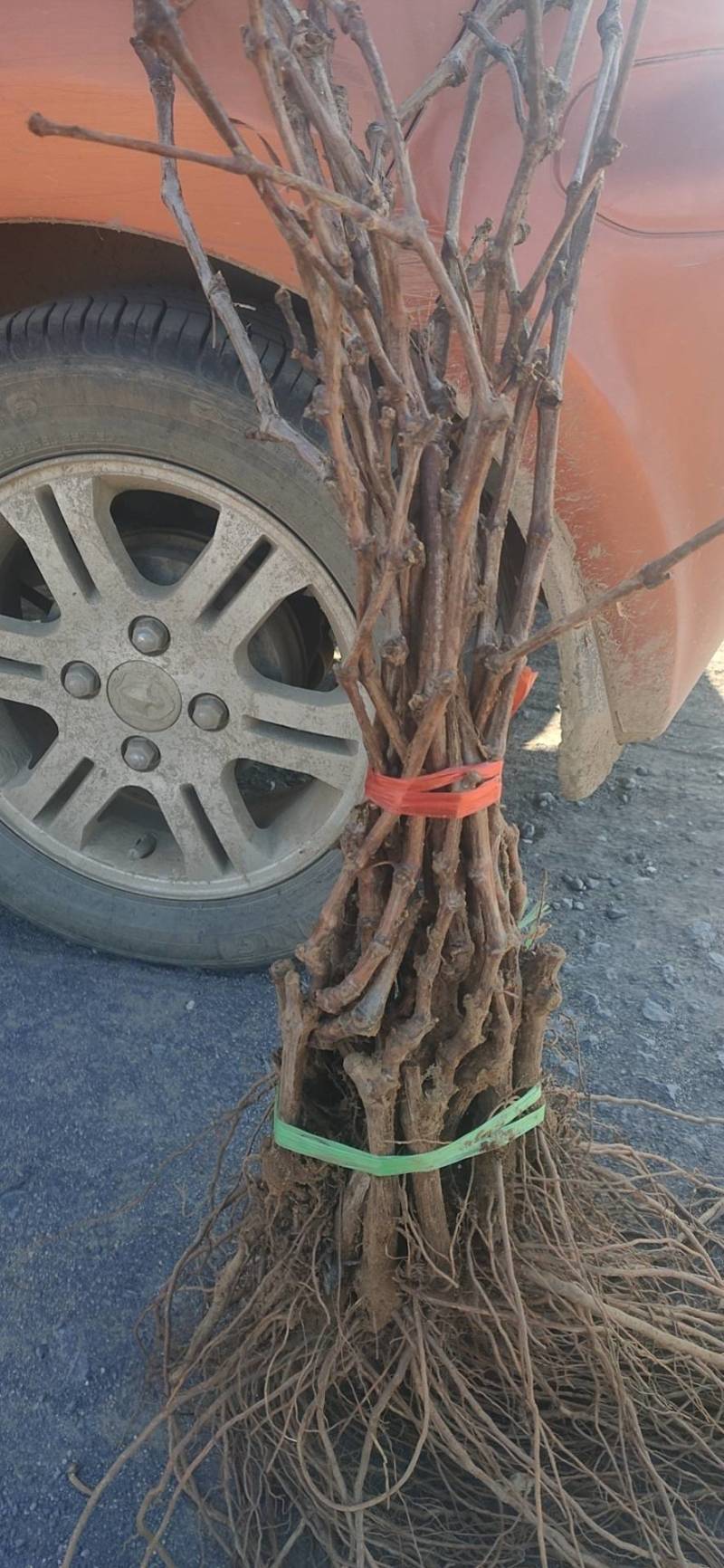 河北葡萄苗基地青提葡萄苗（无核白鸡心）新疆种植品种纯度保