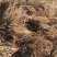 河北葡萄苗基地青提葡萄苗（无核白鸡心）新疆种植品种纯度保