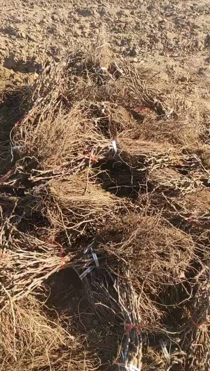 河北葡萄苗基地青提葡萄苗（无核白鸡心）新疆种植品种纯度保