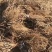 河北葡萄苗基地青提葡萄苗（无核白鸡心）新疆种植品种纯度保