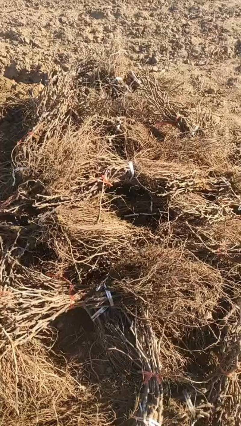 河北葡萄苗基地青提葡萄苗（无核白鸡心）新疆种植品种纯度保