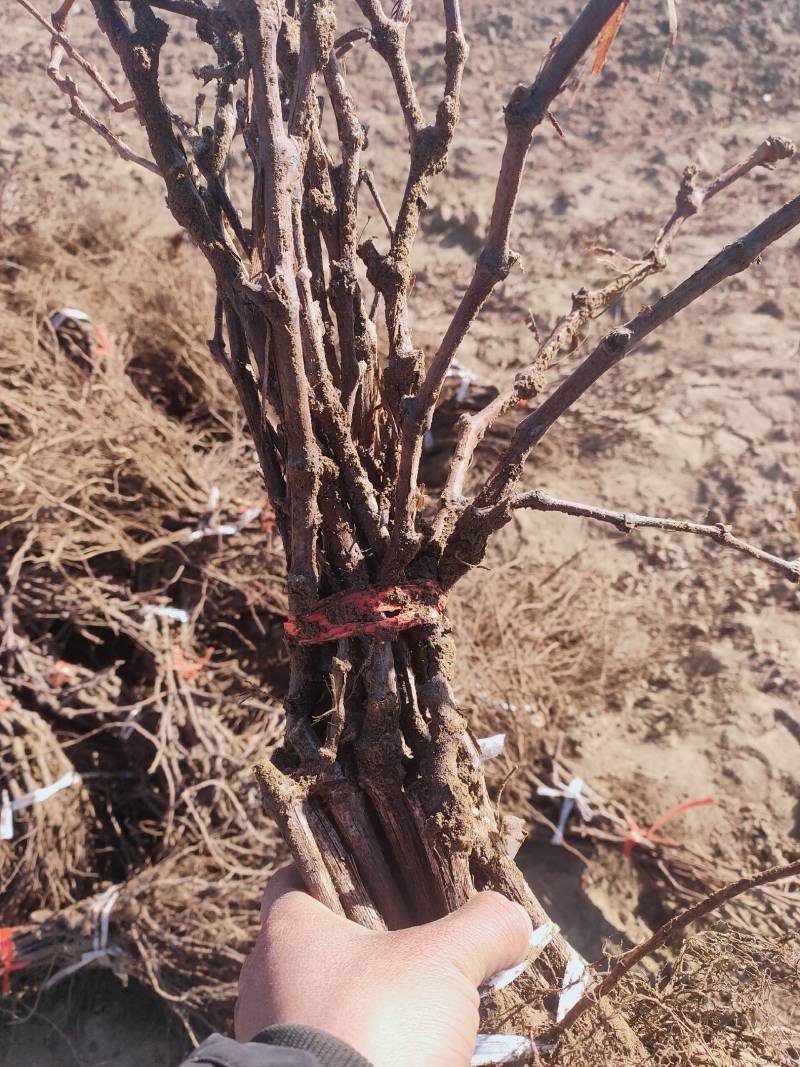 河北葡萄苗基地青提葡萄苗（无核白鸡心）新疆种植品种纯度保
