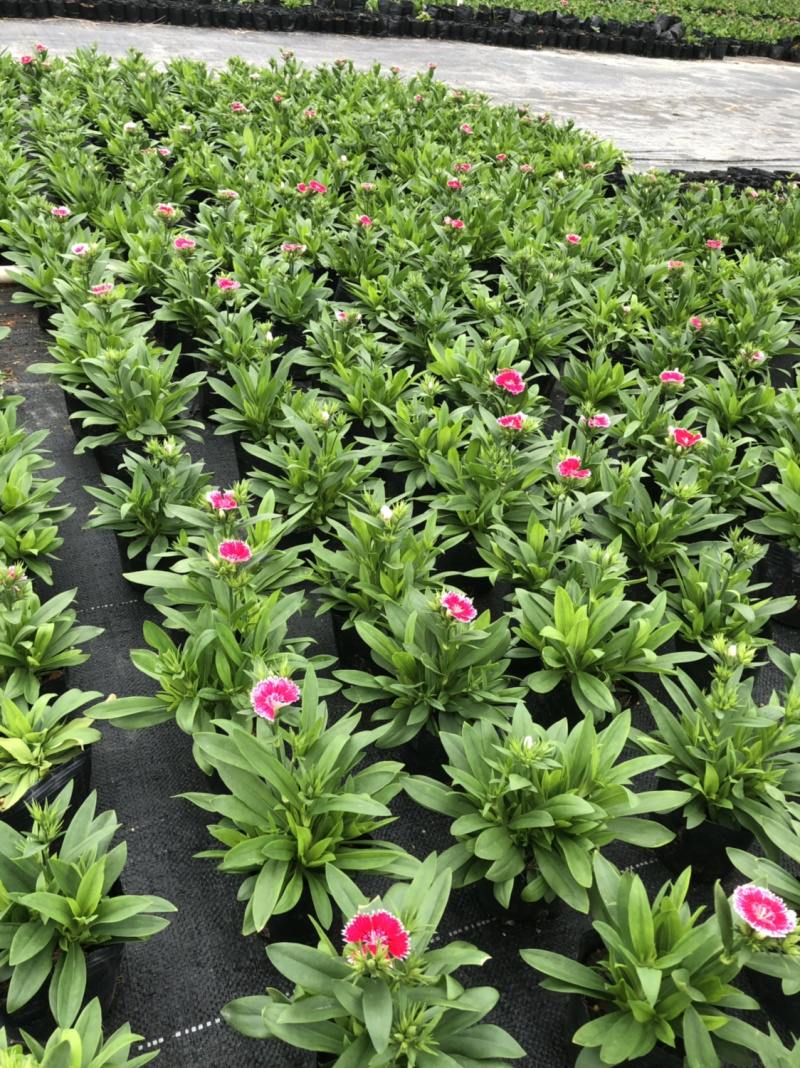 大量泥碳土时花供应