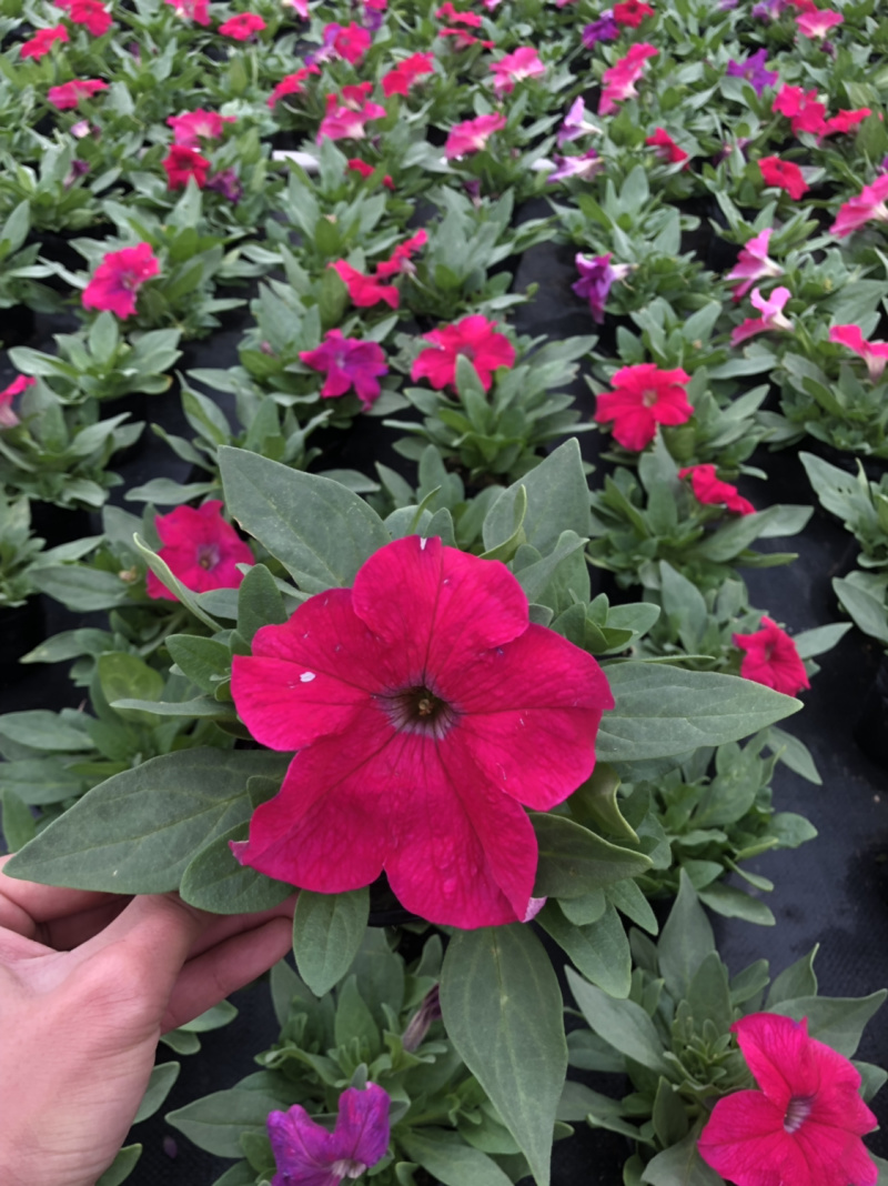 大量泥碳土时花供应