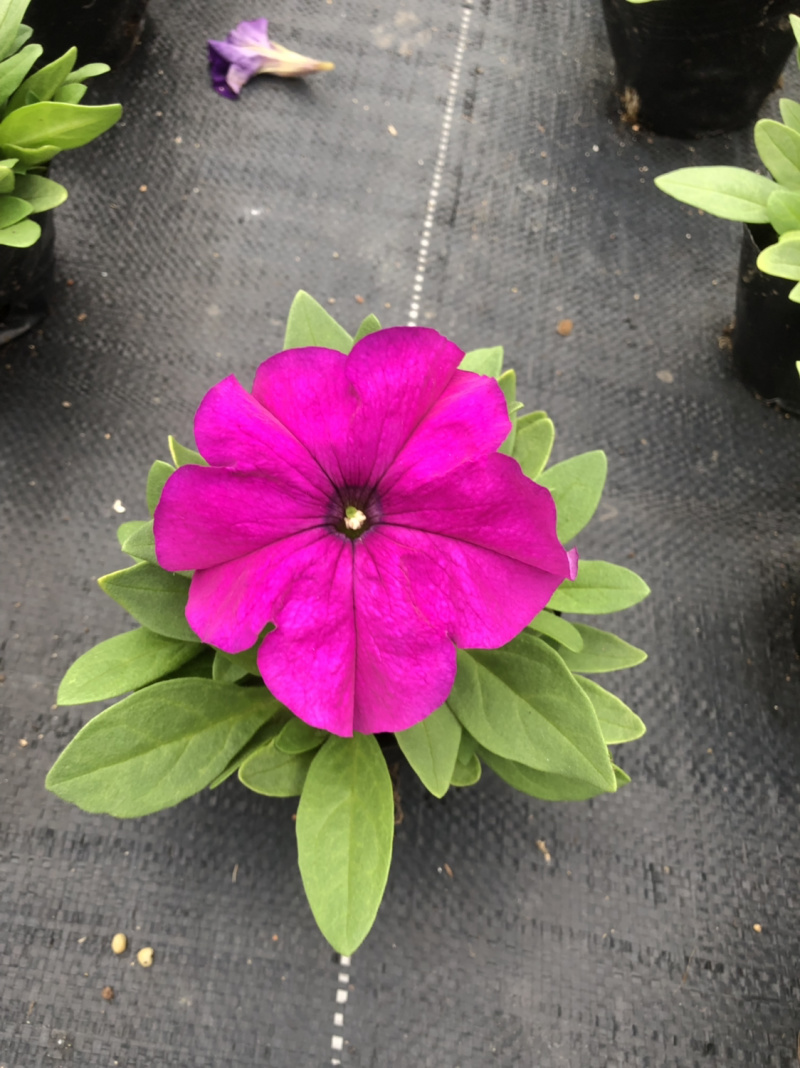 大量泥碳土时花供应