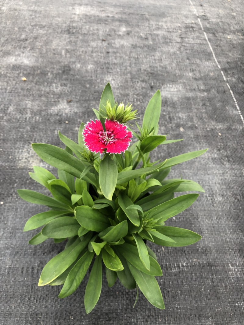 大量泥碳土时花供应