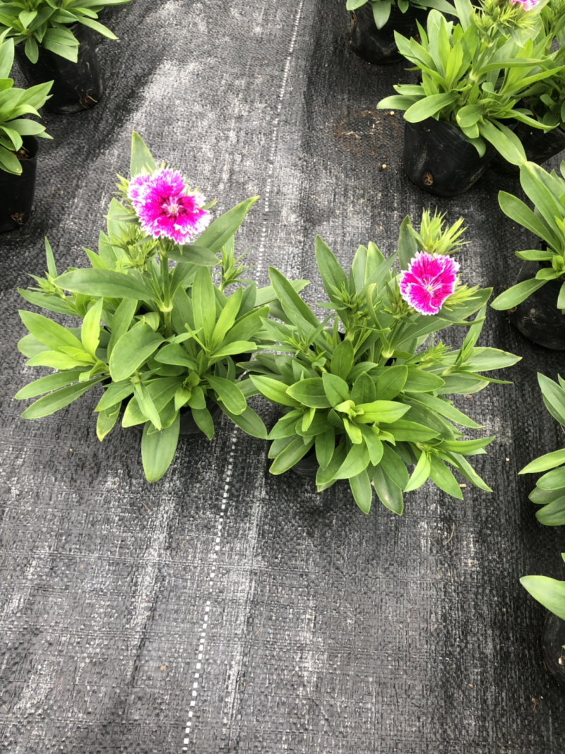 大量泥碳土时花供应