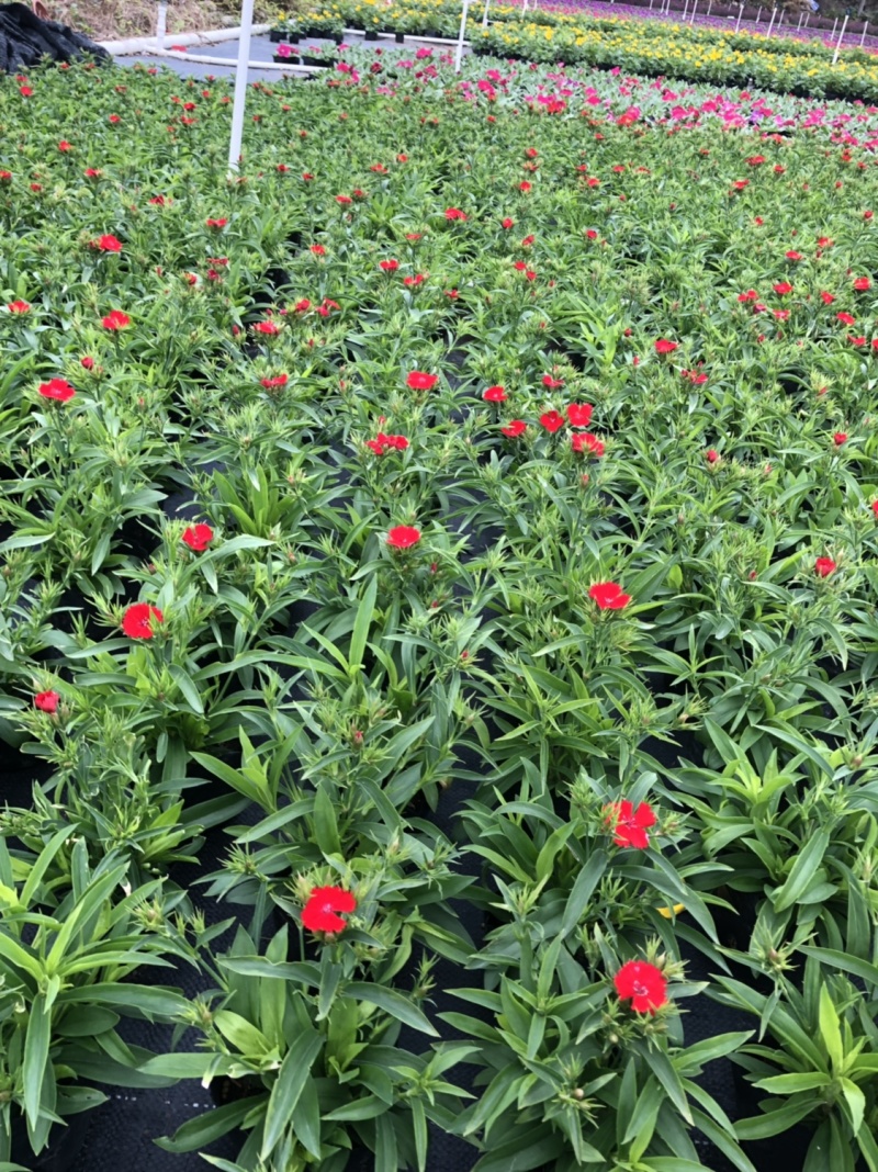 大量泥碳土时花供应