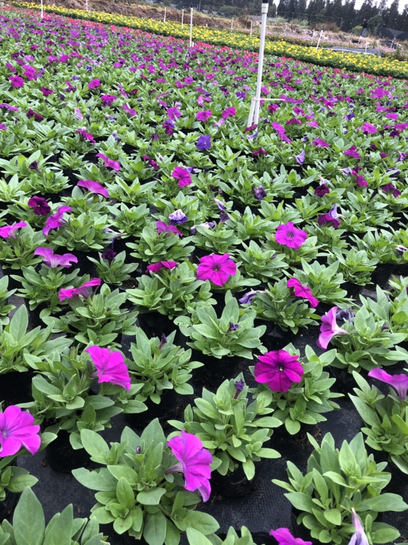 大量泥碳土时花供应