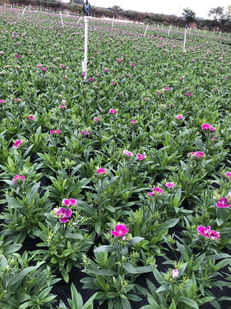 大量泥碳土时花供应