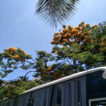 正宗黄花凤凰木苗一手货源纯种正宗黄花凤凰木杯苗