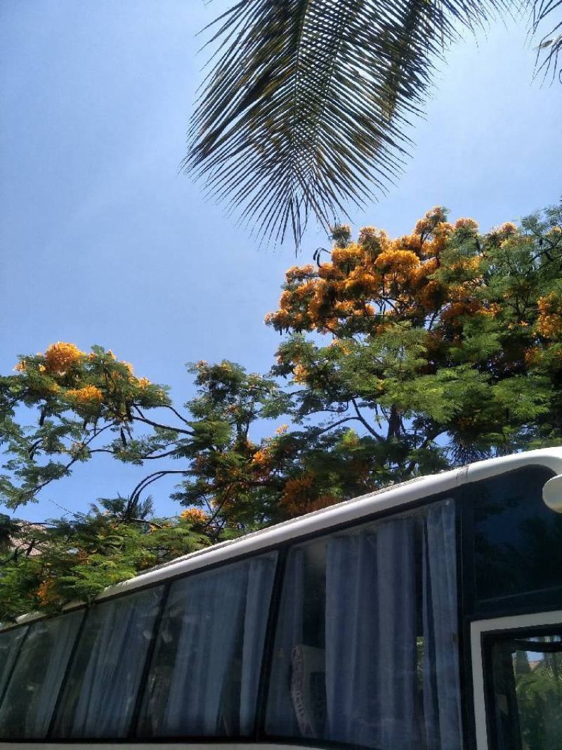 正宗黄花凤凰木苗一手货源纯种正宗黄花凤凰木杯苗