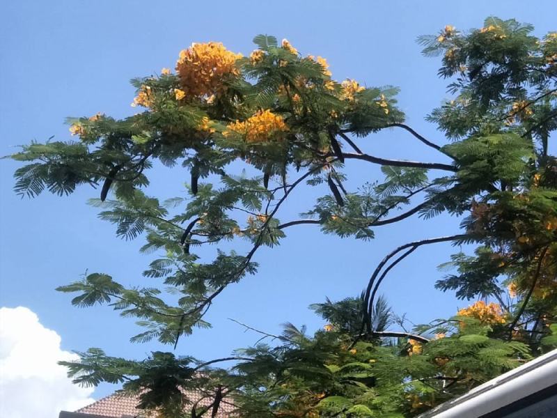 正宗黄花凤凰木苗一手货源纯种正宗黄花凤凰木杯苗