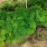 正宗黄花凤凰木苗一手货源纯种正宗黄花凤凰木杯苗
