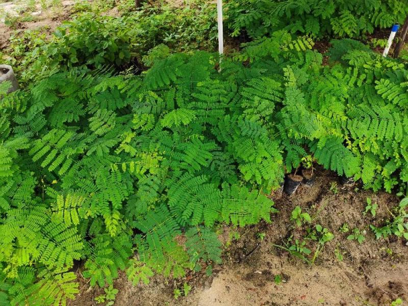正宗黄花凤凰木苗一手货源纯种正宗黄花凤凰木杯苗