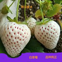 白草莓，白雪公主草莓天使八号雪兔草莓苗，丰产高，品种纯正