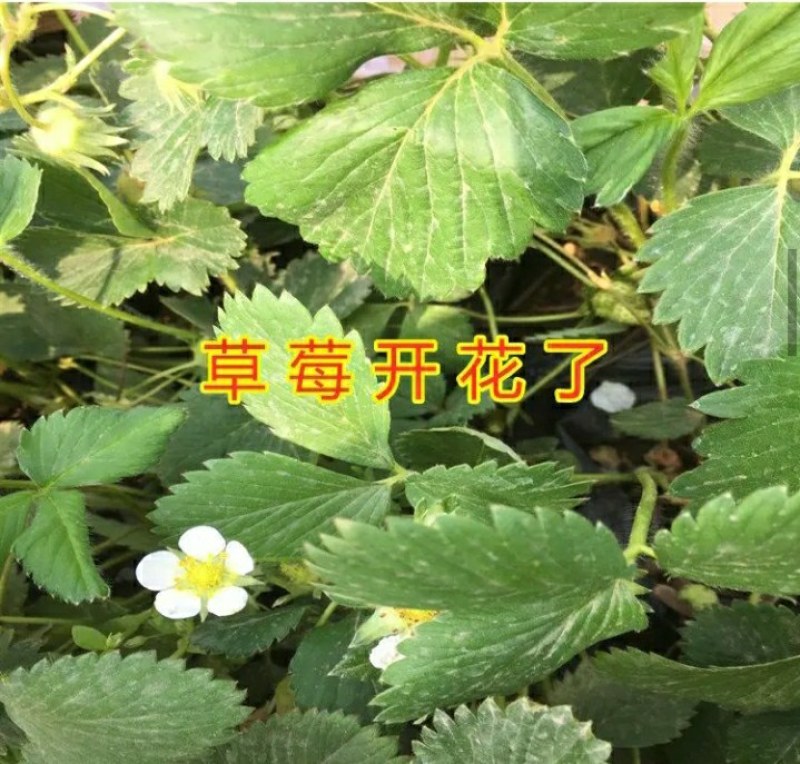 白草莓，白雪公主草莓天使八号雪兔草莓苗，丰产高，品种纯正