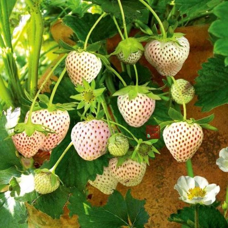 白草莓，白雪公主草莓天使八号雪兔草莓苗，丰产高，品种纯正