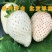 白草莓，白雪公主草莓天使八号雪兔草莓苗，丰产高，品种纯正