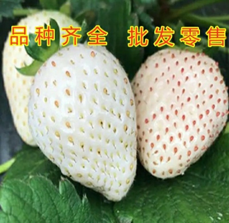 白草莓，白雪公主草莓天使八号雪兔草莓苗，丰产高，品种纯正