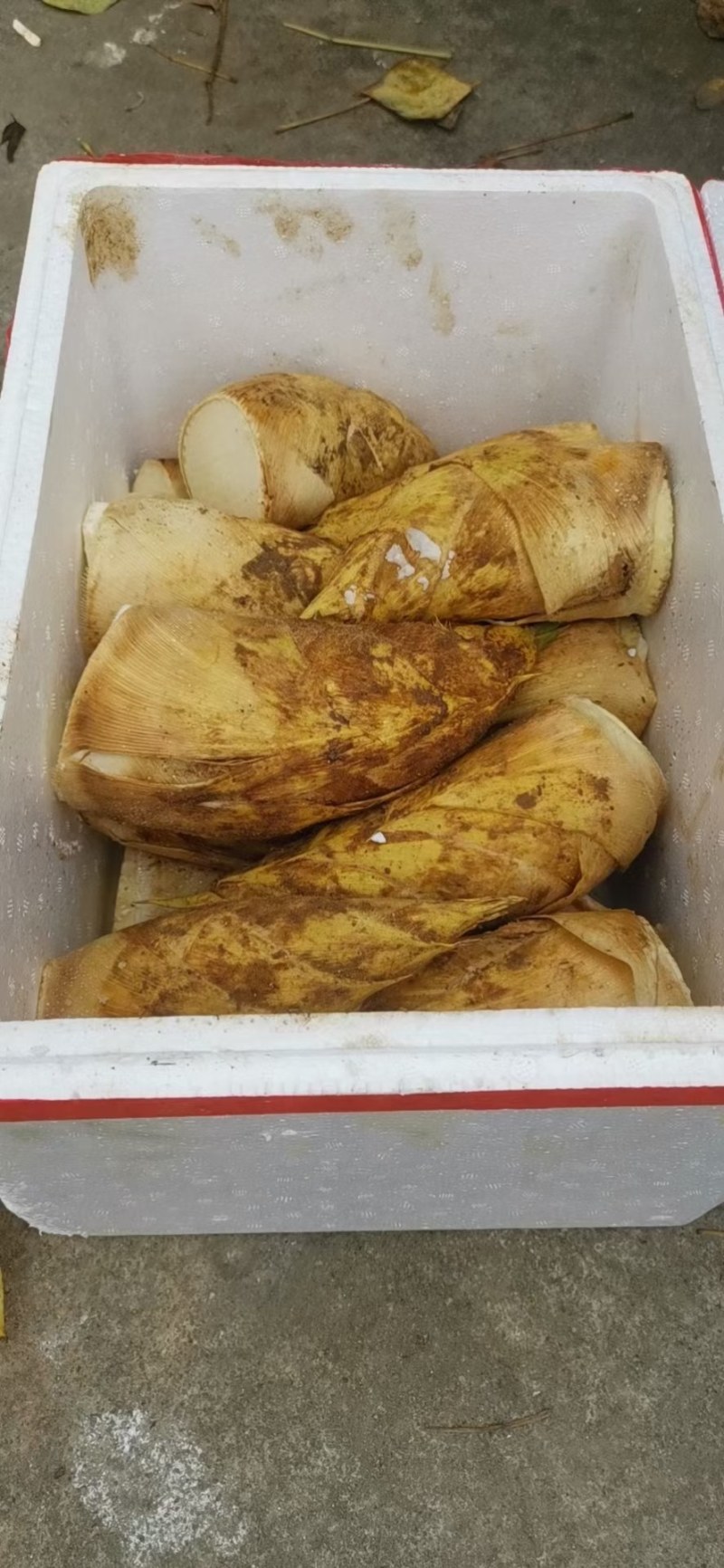 冬笋一斤以上大切，19斤装，