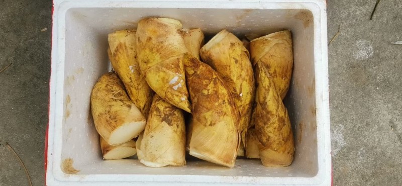 冬笋一斤以上大切，19斤装，