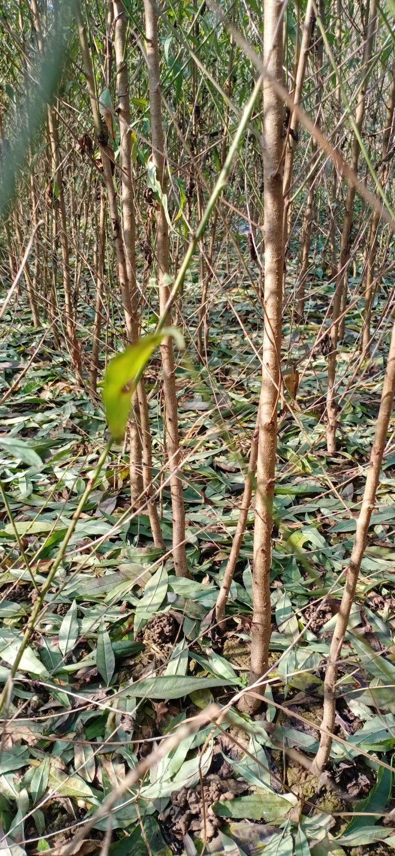 占地毛桃长期供应桃树苗毛桃可嫁接桃树实生苗批发零售