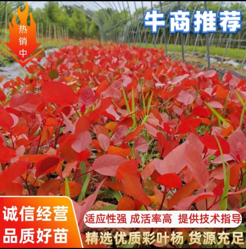 千红彩杨供应，冠彩叶杨供应，红叶杨供应，彩叶杨供应、批发