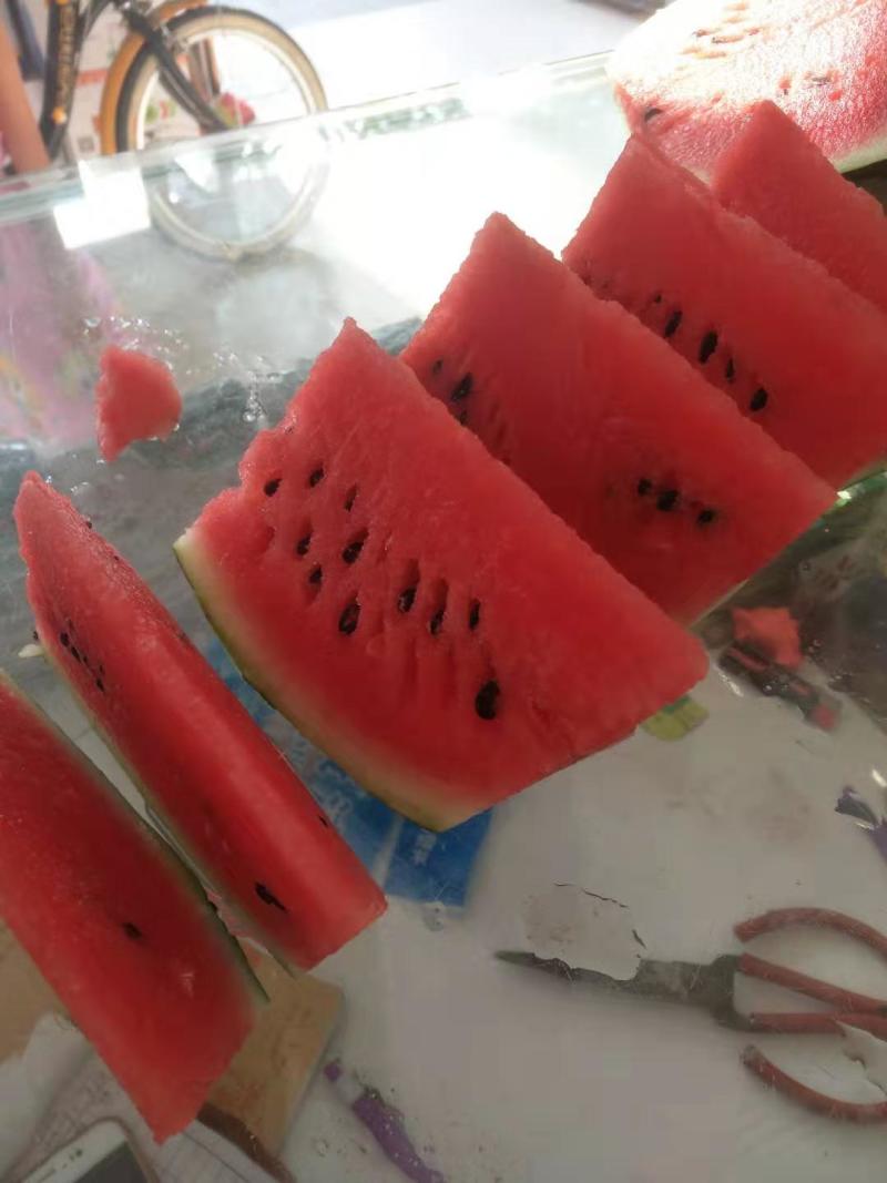 美都种子高纯度含糖高品质好瓤红耐裂个大周正