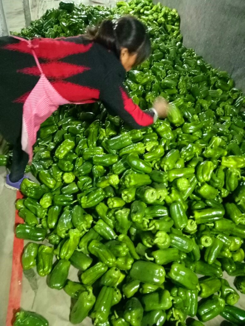 山东莘县圆椒，太空椒，鲜辣椒，市场货食堂货【一直到年底】