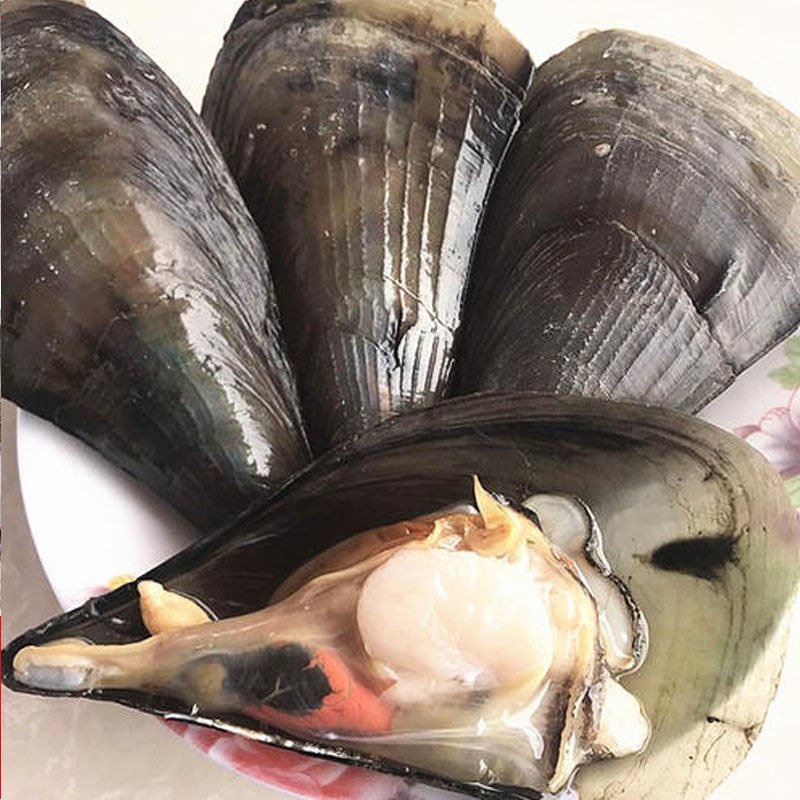 海鲜青贝鲜活新鲜大带子绿甲绿贝江瑶贝带子