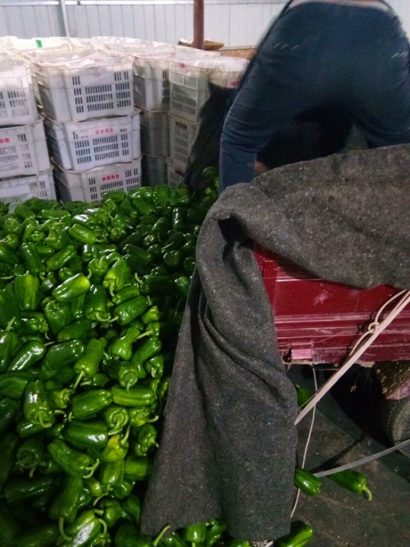 【产地量大价低】山东莘圆椒，青椒，太空椒，整车代发包棚！