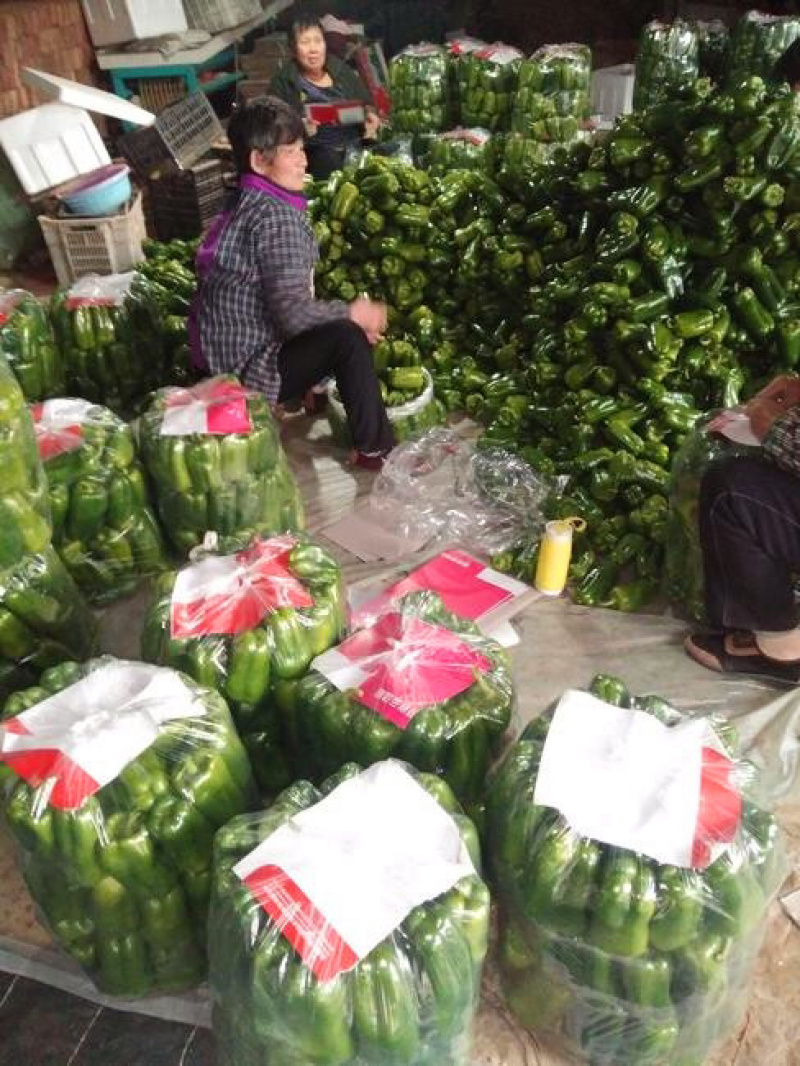 【产地量大价低】山东莘圆椒，青椒，太空椒，整车代发包棚！