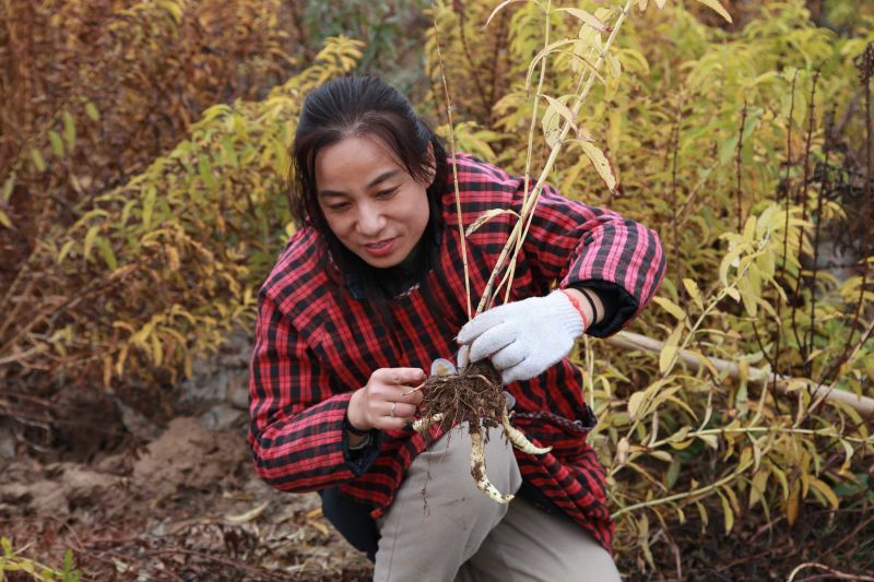 虫草参地参新鲜现挖现发秦岭野生地蚕竹节参