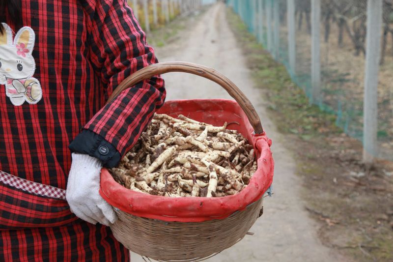 虫草参地参新鲜现挖现发秦岭野生地蚕竹节参