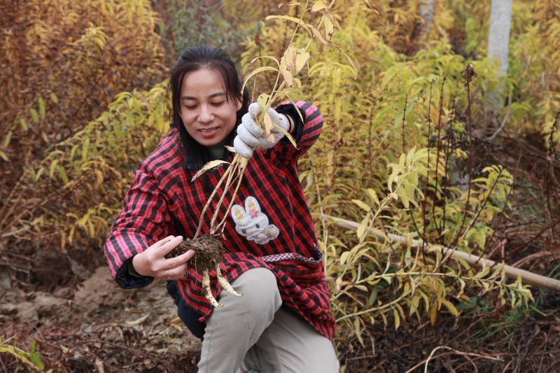 虫草参地参新鲜现挖现发秦岭野生地蚕竹节参