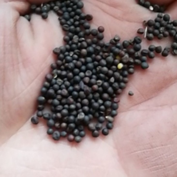厂家直销精选大颗粒油菜籽，鸽粮油菜籽，及鸽粮配料