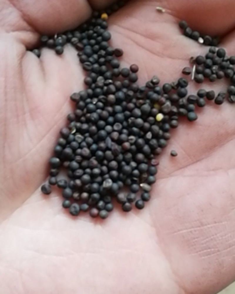 厂家直销精选大颗粒油菜籽，鸽粮油菜籽，及鸽粮配料