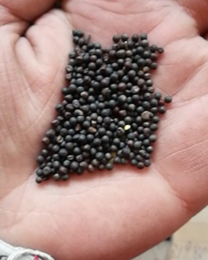 厂家直销精选大颗粒油菜籽，鸽粮油菜籽，及鸽粮配料